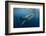 Whale Shark, Cenderawasih Bay, West Papua, Indonesia-Pete Oxford-Framed Photographic Print