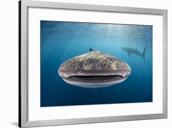 Whale Shark, Cenderawasih Bay, West Papua, Indonesia-Pete Oxford-Framed Photographic Print