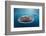 Whale Shark, Cenderawasih Bay, West Papua, Indonesia-Pete Oxford-Framed Photographic Print