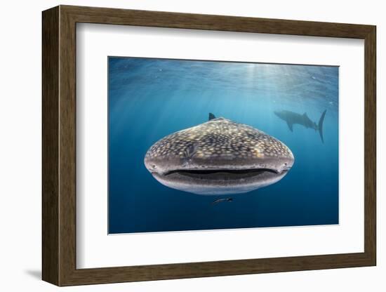 Whale Shark, Cenderawasih Bay, West Papua, Indonesia-Pete Oxford-Framed Photographic Print