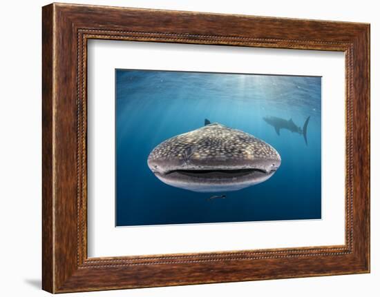 Whale Shark, Cenderawasih Bay, West Papua, Indonesia-Pete Oxford-Framed Photographic Print