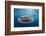 Whale Shark, Cenderawasih Bay, West Papua, Indonesia-Pete Oxford-Framed Photographic Print