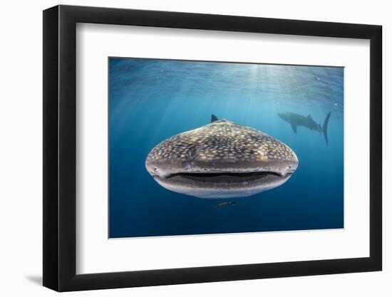 Whale Shark, Cenderawasih Bay, West Papua, Indonesia-Pete Oxford-Framed Photographic Print