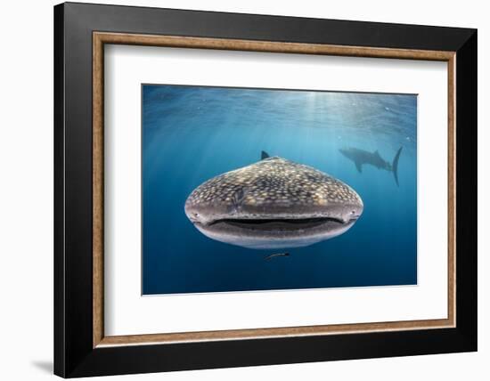 Whale Shark, Cenderawasih Bay, West Papua, Indonesia-Pete Oxford-Framed Photographic Print