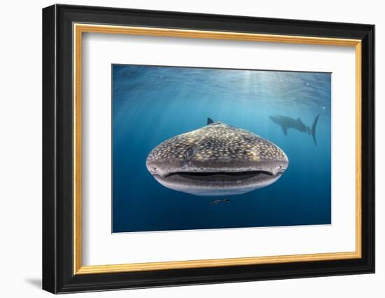 Whale Shark, Cenderawasih Bay, West Papua, Indonesia-Pete Oxford-Framed Photographic Print