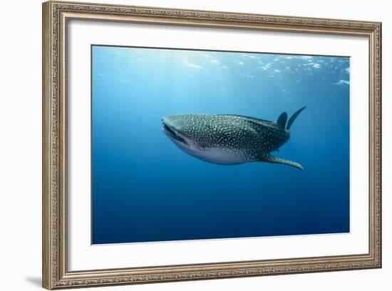 Whale Shark, Cenderawasih Bay, West Papua, Indonesia-Pete Oxford-Framed Photographic Print