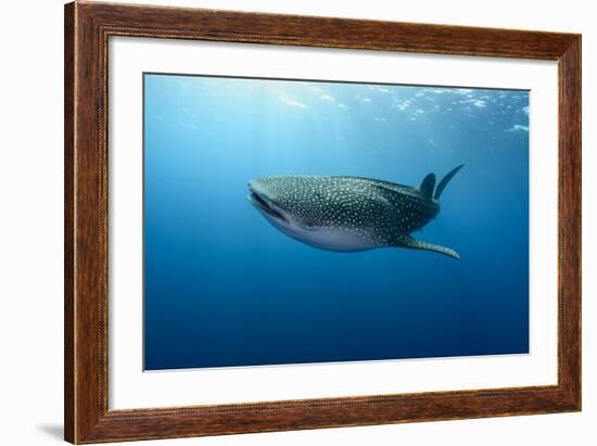 Whale Shark, Cenderawasih Bay, West Papua, Indonesia-Pete Oxford-Framed Photographic Print