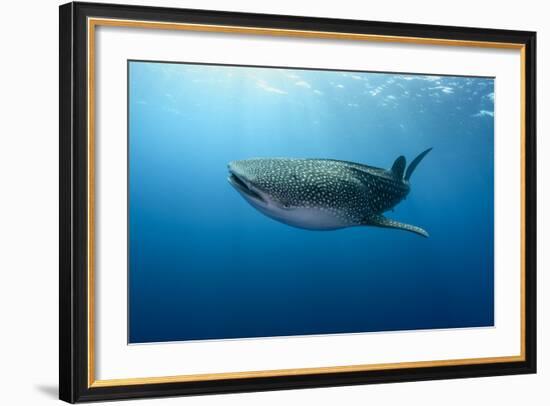 Whale Shark, Cenderawasih Bay, West Papua, Indonesia-Pete Oxford-Framed Photographic Print