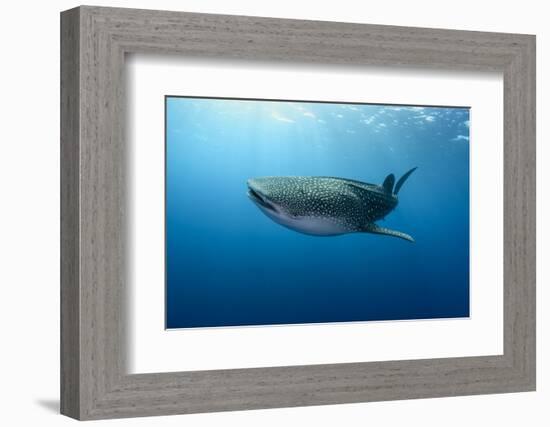 Whale Shark, Cenderawasih Bay, West Papua, Indonesia-Pete Oxford-Framed Photographic Print