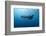 Whale Shark, Cenderawasih Bay, West Papua, Indonesia-Pete Oxford-Framed Photographic Print