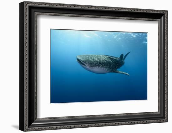 Whale Shark, Cenderawasih Bay, West Papua, Indonesia-Pete Oxford-Framed Photographic Print