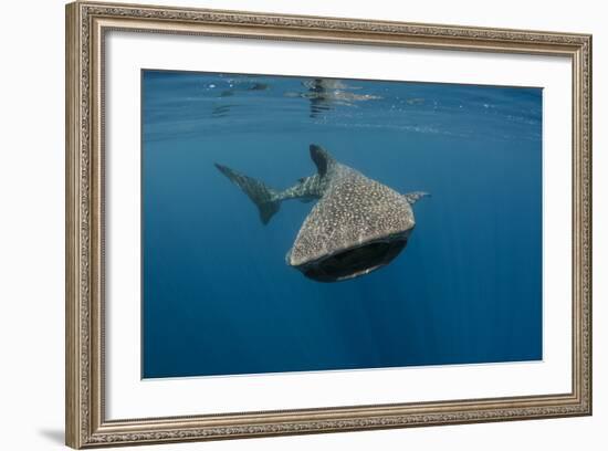 Whale Shark, Cenderawasih Bay, West Papua, Indonesia-Pete Oxford-Framed Photographic Print