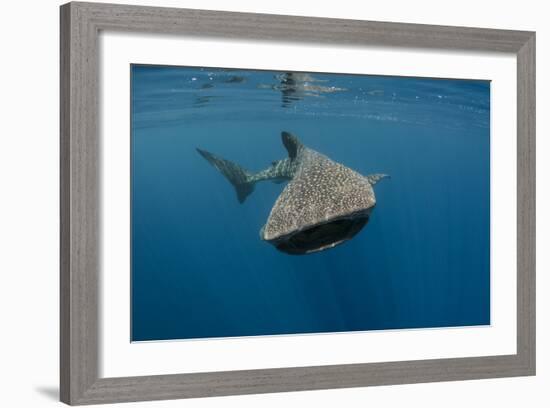 Whale Shark, Cenderawasih Bay, West Papua, Indonesia-Pete Oxford-Framed Photographic Print