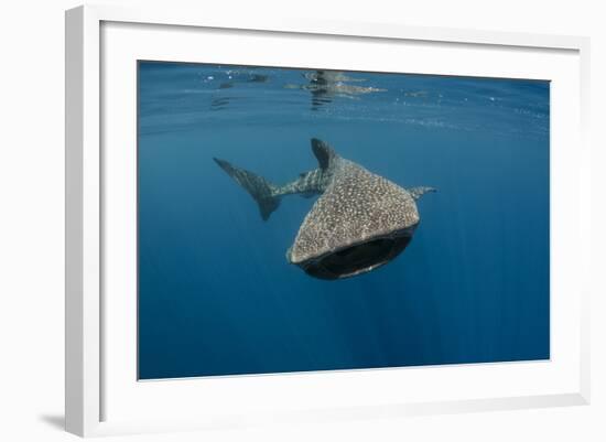 Whale Shark, Cenderawasih Bay, West Papua, Indonesia-Pete Oxford-Framed Photographic Print