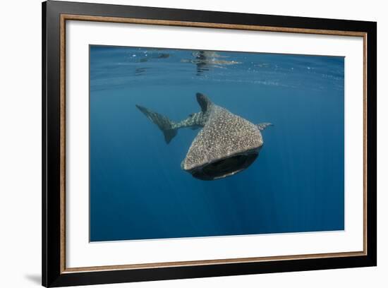 Whale Shark, Cenderawasih Bay, West Papua, Indonesia-Pete Oxford-Framed Photographic Print