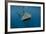 Whale Shark, Cenderawasih Bay, West Papua, Indonesia-Pete Oxford-Framed Photographic Print