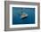 Whale Shark, Cenderawasih Bay, West Papua, Indonesia-Pete Oxford-Framed Photographic Print