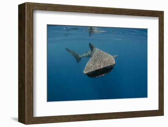 Whale Shark, Cenderawasih Bay, West Papua, Indonesia-Pete Oxford-Framed Photographic Print