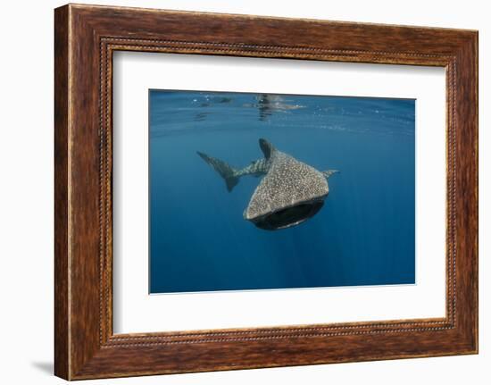 Whale Shark, Cenderawasih Bay, West Papua, Indonesia-Pete Oxford-Framed Photographic Print