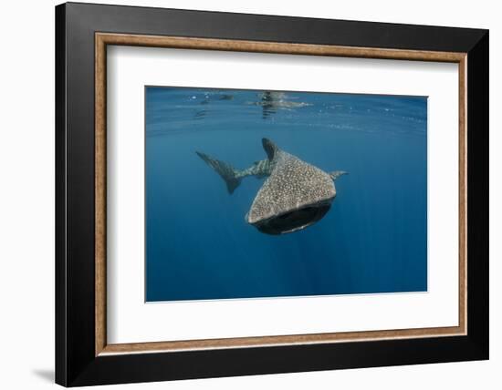 Whale Shark, Cenderawasih Bay, West Papua, Indonesia-Pete Oxford-Framed Photographic Print