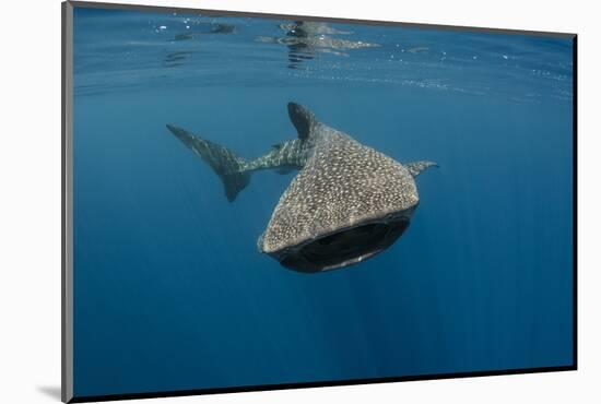 Whale Shark, Cenderawasih Bay, West Papua, Indonesia-Pete Oxford-Mounted Photographic Print