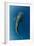 Whale Shark, Cenderawasih Bay, West Papua, Indonesia-Pete Oxford-Framed Photographic Print