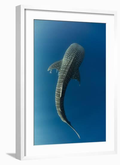 Whale Shark, Cenderawasih Bay, West Papua, Indonesia-Pete Oxford-Framed Photographic Print