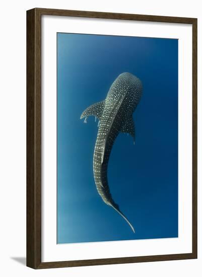 Whale Shark, Cenderawasih Bay, West Papua, Indonesia-Pete Oxford-Framed Photographic Print