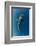 Whale Shark, Cenderawasih Bay, West Papua, Indonesia-Pete Oxford-Framed Photographic Print