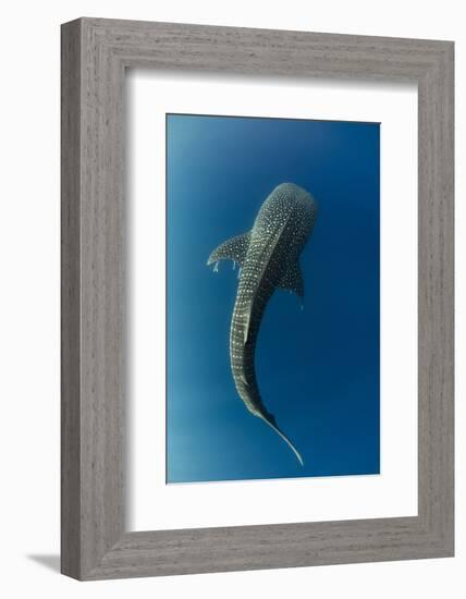 Whale Shark, Cenderawasih Bay, West Papua, Indonesia-Pete Oxford-Framed Photographic Print