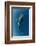 Whale Shark, Cenderawasih Bay, West Papua, Indonesia-Pete Oxford-Framed Photographic Print