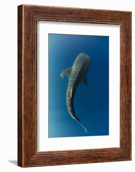 Whale Shark, Cenderawasih Bay, West Papua, Indonesia-Pete Oxford-Framed Photographic Print