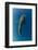 Whale Shark, Cenderawasih Bay, West Papua, Indonesia-Pete Oxford-Framed Photographic Print