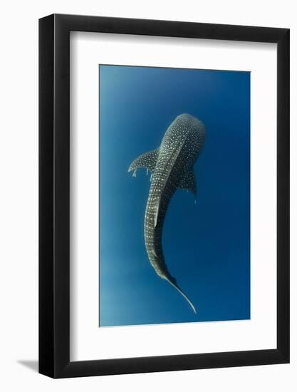 Whale Shark, Cenderawasih Bay, West Papua, Indonesia-Pete Oxford-Framed Photographic Print