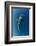 Whale Shark, Cenderawasih Bay, West Papua, Indonesia-Pete Oxford-Framed Photographic Print