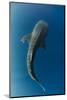 Whale Shark, Cenderawasih Bay, West Papua, Indonesia-Pete Oxford-Mounted Photographic Print