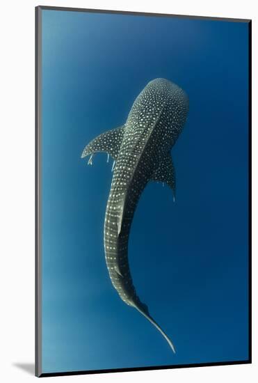 Whale Shark, Cenderawasih Bay, West Papua, Indonesia-Pete Oxford-Mounted Photographic Print