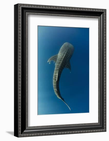 Whale Shark, Cenderawasih Bay, West Papua, Indonesia-Pete Oxford-Framed Photographic Print