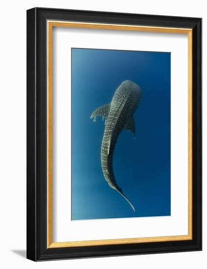 Whale Shark, Cenderawasih Bay, West Papua, Indonesia-Pete Oxford-Framed Photographic Print