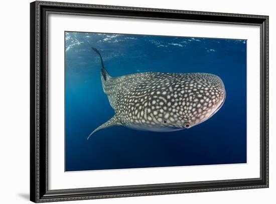 Whale Shark, Cenderawasih Bay, West Papua, Indonesia-Pete Oxford-Framed Photographic Print