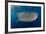 Whale Shark, Cenderawasih Bay, West Papua, Indonesia-Pete Oxford-Framed Photographic Print