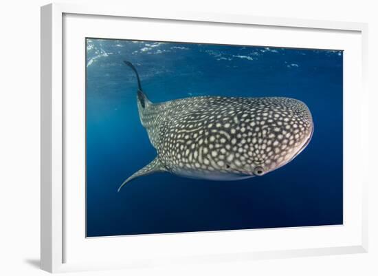 Whale Shark, Cenderawasih Bay, West Papua, Indonesia-Pete Oxford-Framed Photographic Print