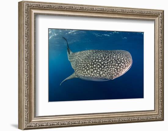 Whale Shark, Cenderawasih Bay, West Papua, Indonesia-Pete Oxford-Framed Photographic Print