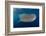 Whale Shark, Cenderawasih Bay, West Papua, Indonesia-Pete Oxford-Framed Photographic Print