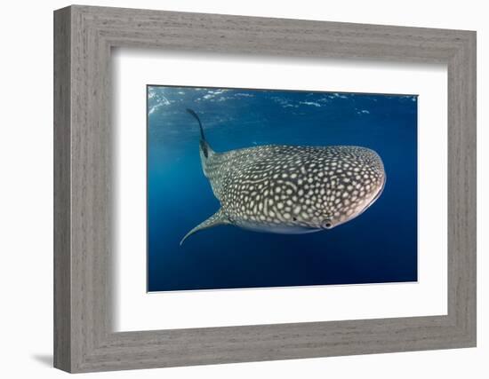 Whale Shark, Cenderawasih Bay, West Papua, Indonesia-Pete Oxford-Framed Photographic Print