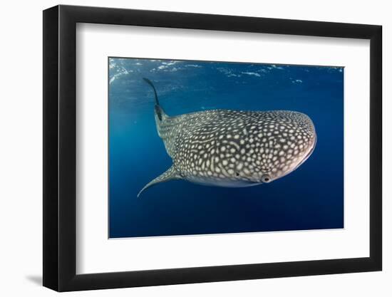 Whale Shark, Cenderawasih Bay, West Papua, Indonesia-Pete Oxford-Framed Photographic Print