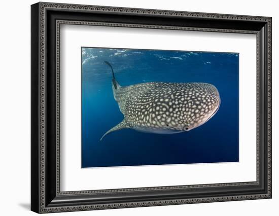 Whale Shark, Cenderawasih Bay, West Papua, Indonesia-Pete Oxford-Framed Photographic Print