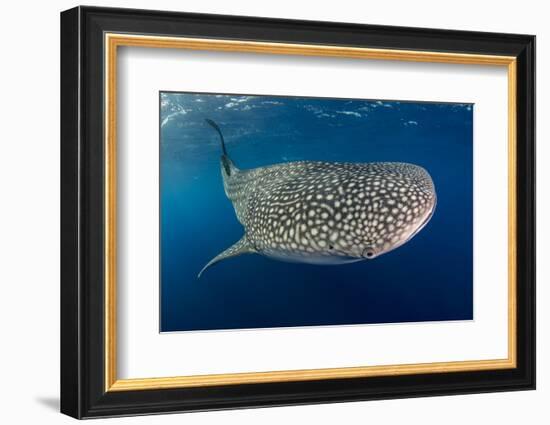 Whale Shark, Cenderawasih Bay, West Papua, Indonesia-Pete Oxford-Framed Photographic Print