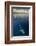 Whale Shark, Cenderawasih Bay, West Papua, Indonesia-Pete Oxford-Framed Photographic Print