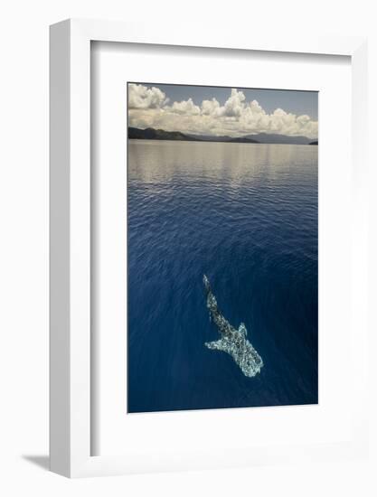 Whale Shark, Cenderawasih Bay, West Papua, Indonesia-Pete Oxford-Framed Photographic Print